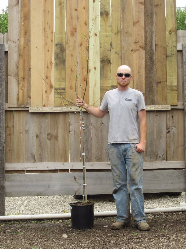 lot 1380 image: Pin Oak