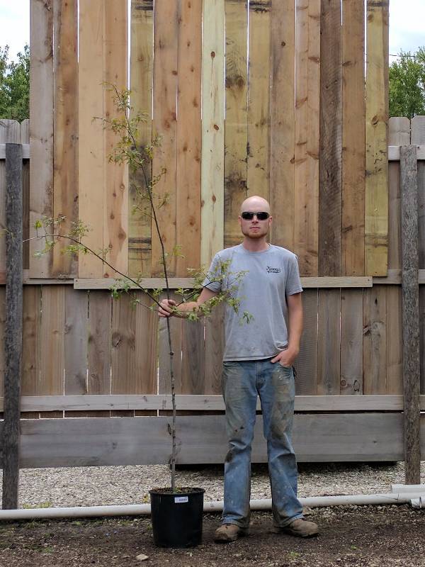 lot 1381 image: Pin Oak