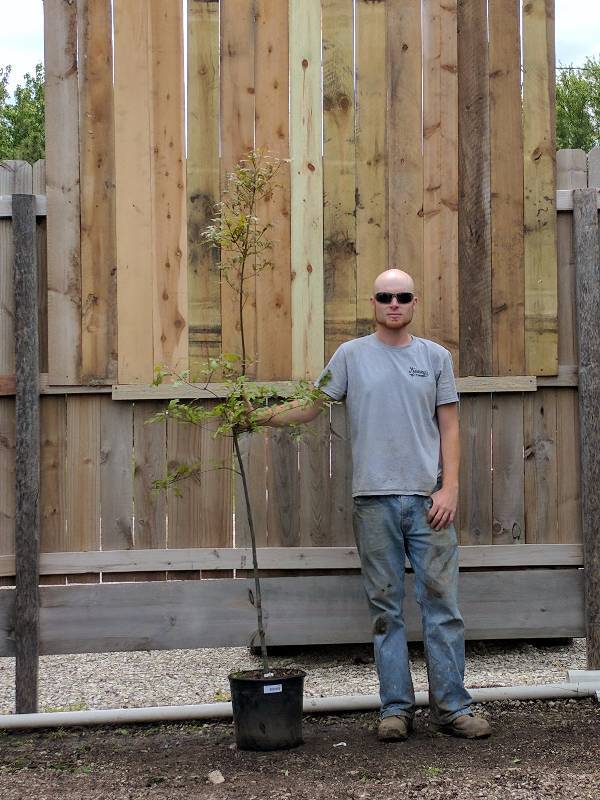 lot 1382 image: Pin Oak
