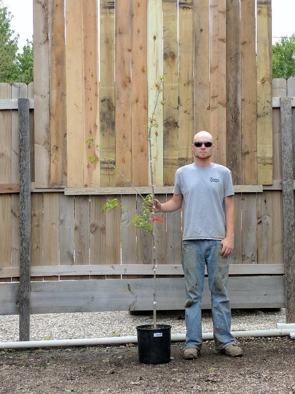 lot 1385 image: Swamp White Oak