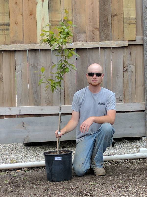lot 1387 image: Swamp White Oak