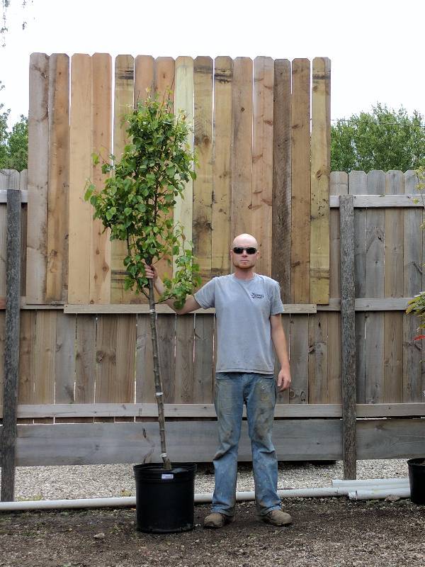 lot 1395 image: Cleveland Pear