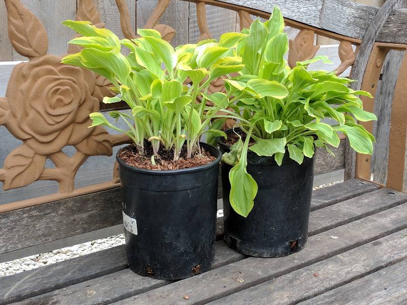 lot 1438 image: Hosta (Plantain Lily)