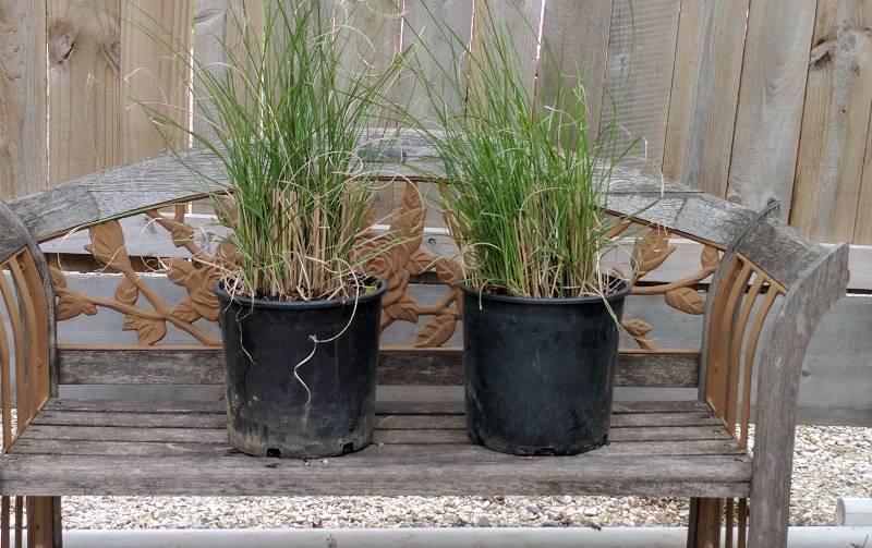 lot 1403 image: Miscanthus Gracillimus