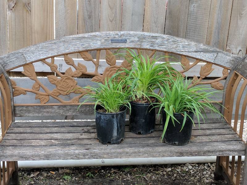 lot 1424 image: Stella de Oro Daylily