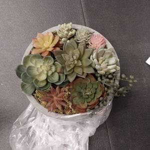 lot 8253 image: MyGift 8-inch Faux Succle...Gray Concrete Bowl Planter
