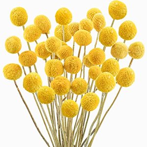 lot 8794 image: Uieke 30Pcs Natural Dried Flowers Craspedia Billy Balls Flowers Billy Buttons Floral Bouquet for Flower Arrangements Wedding Home Tall Vase Decor Yellow