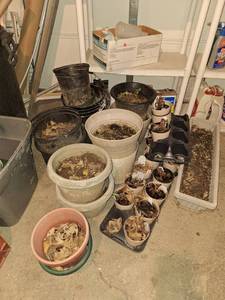lot 4592 image: Lot of Planters