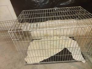 lot 9105 image: Metal Medium Size Dog Cage