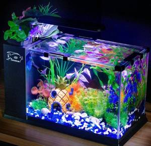 lot 53831 image: 5 Gallon Fish Tank Glass Small Aquarium Starter Kits Self Cleaning with LED Light & Filter for Betta Shrimp Guppy Jellyfish Goldfish Beta,Room Decor Desktop, Gifts