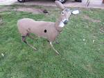 Plastic Deer Lawn Ornament - Detachable Legs/head - well used