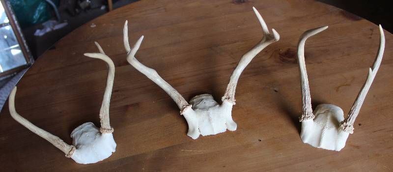 lot 9036 image: Lot of 3 Deer Antlers - Wow