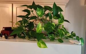 lot 507 image: Large Golden Pothos Plant in Pottery Pot
