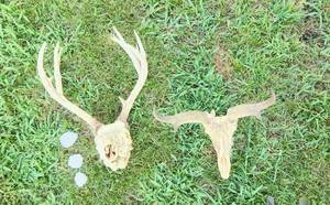 lot 508 image: Mule Deer Antlers, Antelope Antlers and Deer Burrs