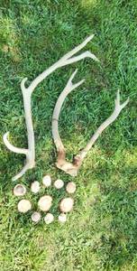 lot 509 image: Wyoming Elk Horns and Burrs