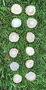 lot 510 image: (12) Wyoming Elk Burrs - Various Sizes 2 - 3