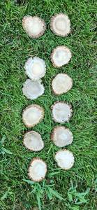 lot 511 image: (12) Wyoming Elk Burrs - Various Sizes 2 - 3