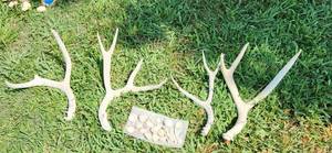 lot 512 image: Mule Deer Antlers and Burrs