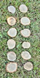 lot 513 image: (12) Wyoming Elk Burrs - 3 - 3 12