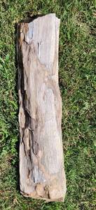 lot 514 image: Large Oregon Butte Petrified Wood - 27L x 7W x 3D - Millions of Years Old