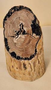 lot 516 image: 5 12 Eden Valley Petrified Wood with Polished End