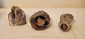 lot 517 image: 3 pcs Blue Forest Petrified Wood with Polished Ends