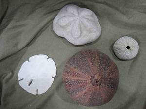 lot 33403 image: Interesting Seashell Lot