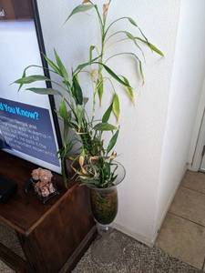 lot 105 image: Live Plant In Glass Vase