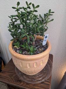 lot 108 image: Succulent In Planter