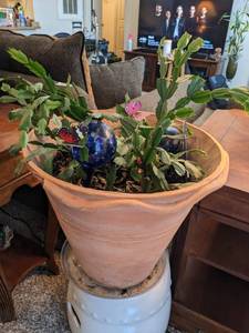 lot 117 image: Live Plant In Large Planter