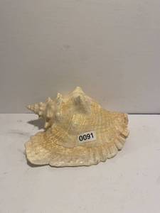 lot 91 image: Large Seashell