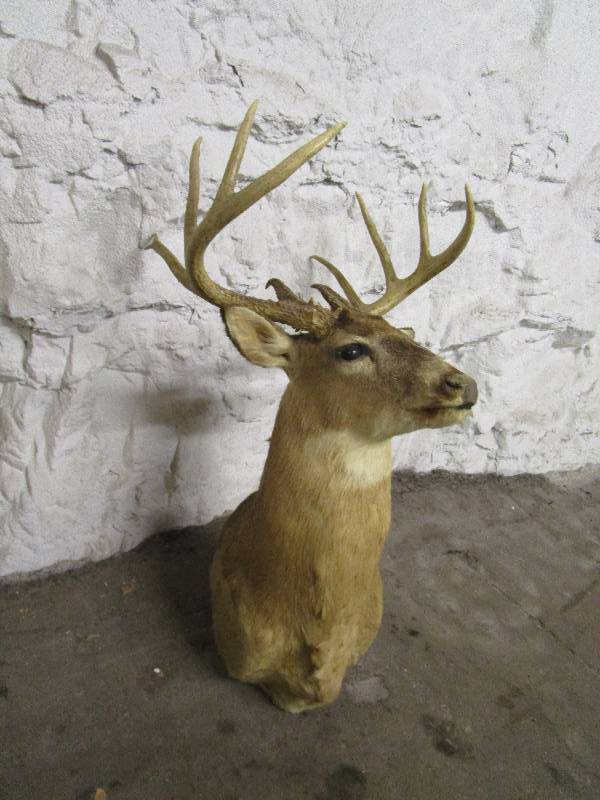 lot 691 image: Deer Head Taxidermy