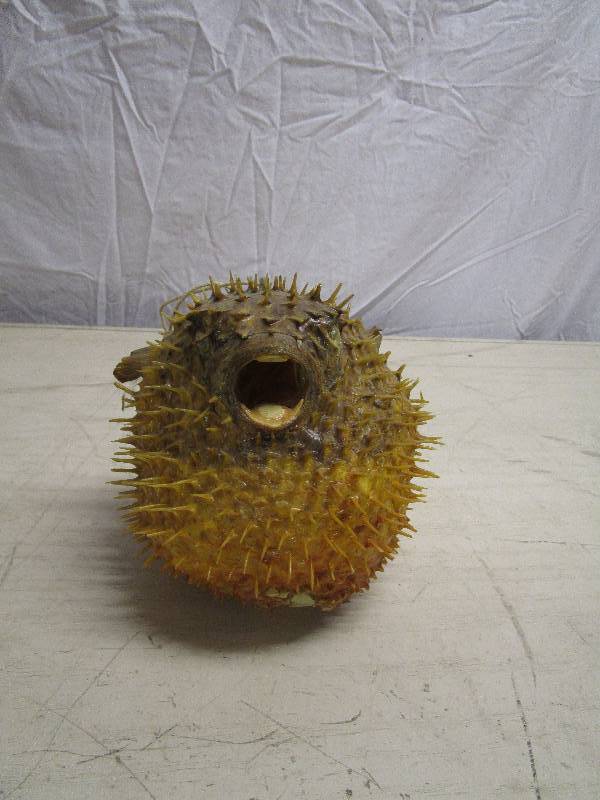 lot 659 image: Puffer Fish