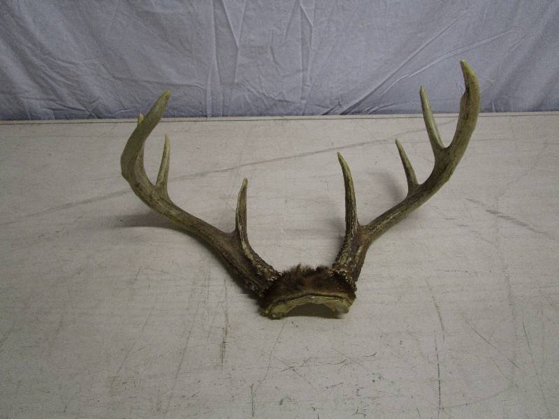 lot 657 image: Antler Shed