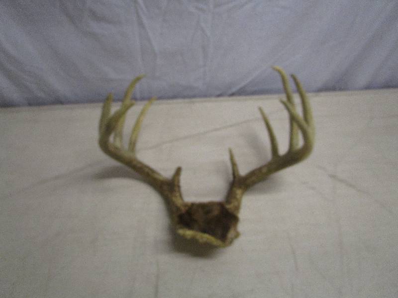lot 656 image: Antler Shed