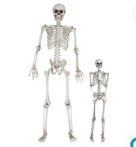 lot 15681 image: Halloween Life Size Skeleton Value 2 Pack -Adult (5 4) & Child (2) Weather Resistant, DAMAGED(SEE PHOTOS)