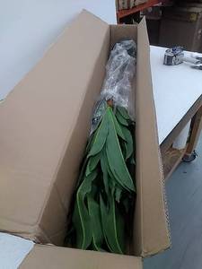 lot 52187 image: Tall House Plant
