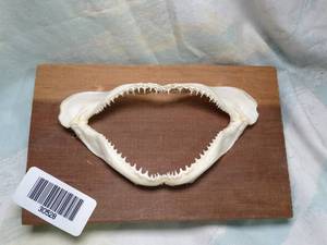 lot 30528 image: Small Shark Jaw  Teeth