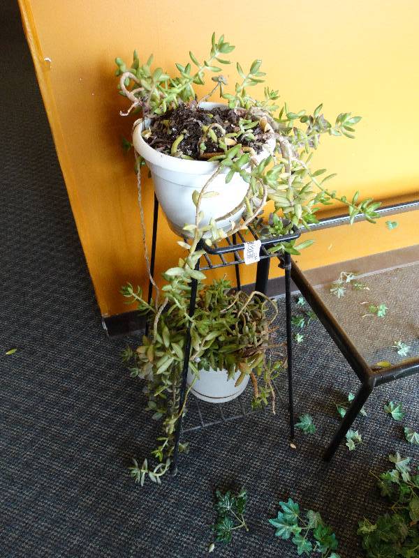 lot 634 image: 2 live plants wstand.