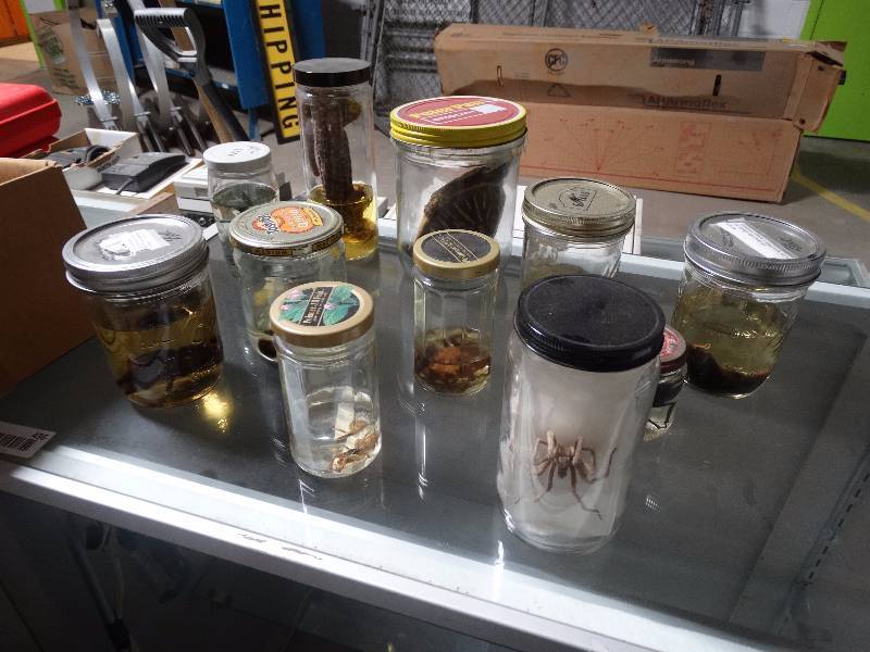 lot 465 image: science samples - bugs - spiders - turtle and  more