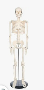 lot 35472 image: Human Skeleton Model for Anatomy Mini Human Skeleton Model with Metal Stand - 33.4 Inches Tall with Removable Arms and Legs Scientific Study Painted and Numbered Muscle Insertion and Origin Points