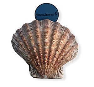 lot 81323 image: Nessastores - Natural Lion Paw Scallop Nautical Dish Beach Craft Sea Shell 5-6 #Jc-026 (1 Pairs)