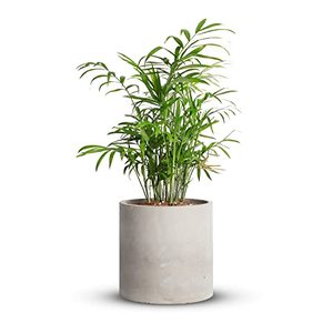 lot 81434 image: Mozing Cement Plant Pots Indoor - 4.8 Inch Concrete Planter Pot For Planting - Modern Stone Clay Flower Pot With Drainage Hole For Garden, Home, Office Decor, Grey
