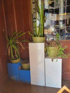 lot 18778 image: Assorted Lot of Plants and Pots