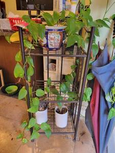 lot 22025 image: 14in Plant Stand W an Assortment of Plants
