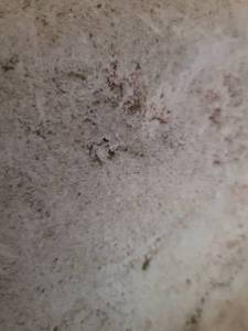 lot 9446 image: 1 Full Pallet of La Perla and Albastrino Travertine Tiles