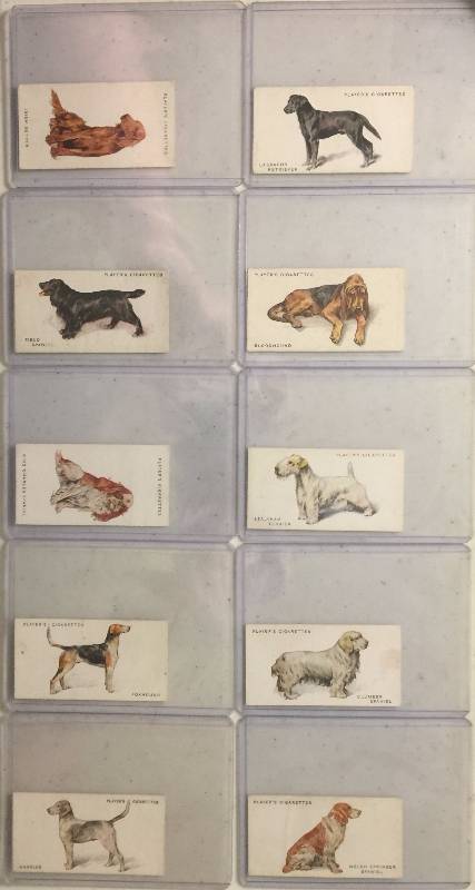 lot 1024 image: TEN Original 1920s and 1930s John Player & Sons Cigarette Dogs Tobacco Trading Cards (Close Image of Each Cards Condition)