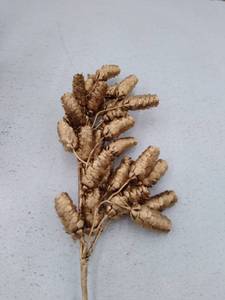 lot 49223 image: Simply Stunning Set Of 3, 19-inch, Cascading Pinecone Picks By Jani, Gold.