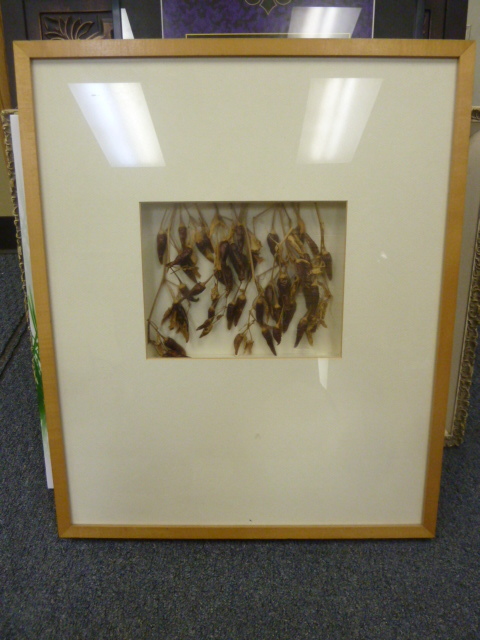 lot 120 image: FRAMED DRIED CHILIES