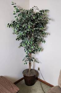 lot 109 image: Artificial Ficus Tree 6